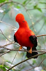 Andean Cock-of-the-rock